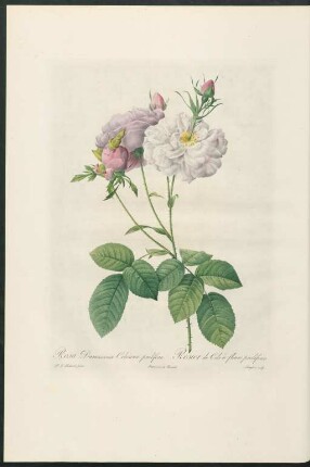 Rosa Damascena Celsiana prolifera. Rosier de Cels à fleurs proliferes. Langlois sculp.