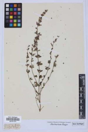 Teucrium