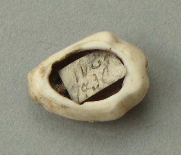 Snail shell as a pendant