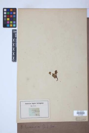 Botrychium lunaria