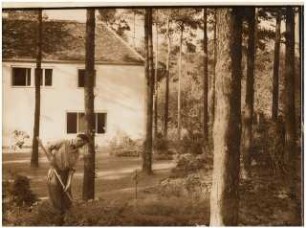 Garten Dr. Benecke, Berlin-Dahlem: Blick auf Kiefernbestand im Garten
