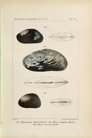 Iconographie der Land- und Süsswasser-Mollusken : mit vorzügl. Berücksichtigung d. europäischen noch nicht abgebildeten Arten. Tafelbd., NF, 2. 1885