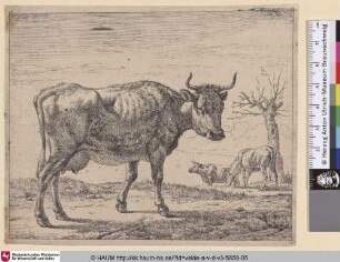 [Drei Kühe; Three Cows]