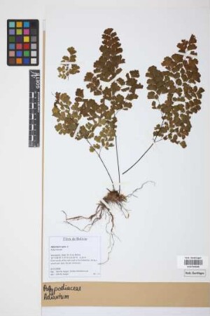 Adiantum