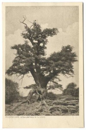 Reinhardswald