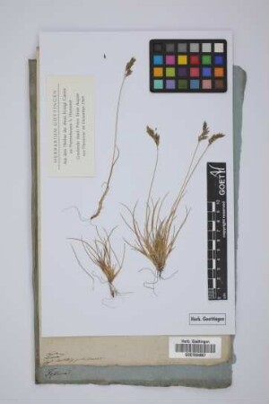 Festuca