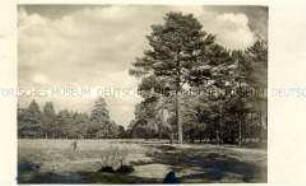 Landschaft in Russland (Waldrand)