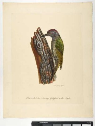 Picus viridis. Der iunge Grünspecht in der Mauser. - Grünspecht. Picus viridis; juv. - Zeichner und Stecher: Ambrosius Gabler