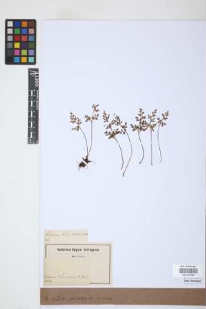 Asplenium ruta-muraria L.