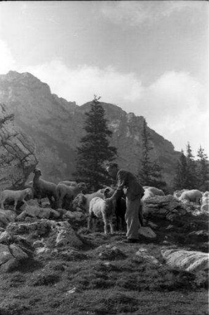 Bayrischzell: ich an einer Schafherde