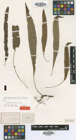 Oleandra cumingii J.Sm. [isotype]