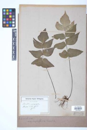Adiantum macrophyllum Sw.