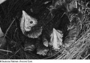 Jungvögel im Nest