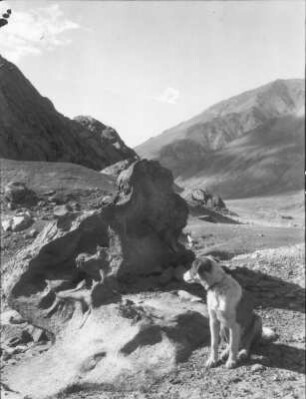 Indien. Kashmir. Ladakh. Ladakh-Kette. Korrodierter Granitblock im Harong-Tal bei Tikse. Emil Trinklers Hund Kurram