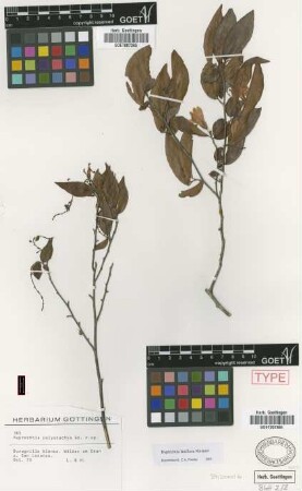 Ruprechtia polystachya Griseb. [lectotype]