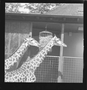 Giraffen im Zoo