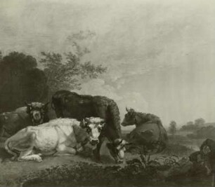 Kühe auf der Weide