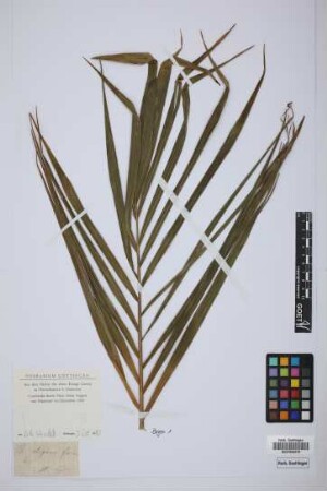 Chamaedorea elegans Mart.