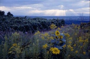 Merdingen: Sonnenblumen vor Abendhimmel