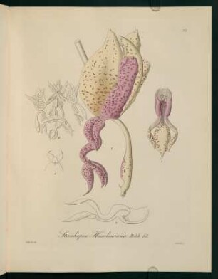 72r-72v, Stanhopea Haselowiana