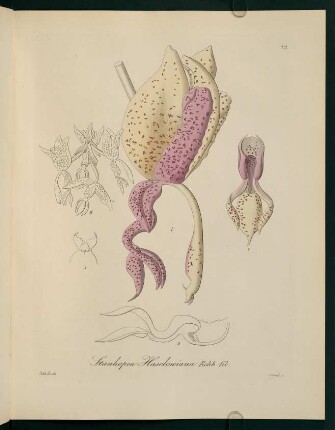 72r-72v, Stanhopea Haselowiana