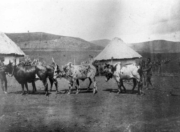 Driving in the oxen. Bamenda