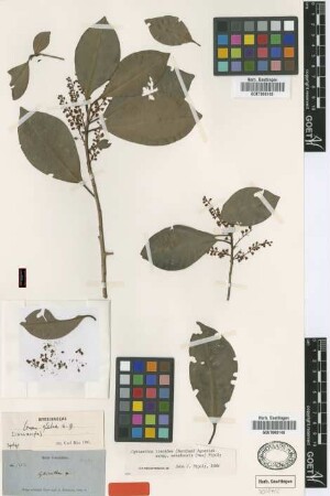 Conomorpha glabra Mez [syntype]