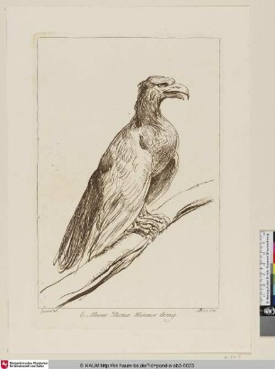 [Ein Adler auf einem Ast; Un vautour posé sur une branche]