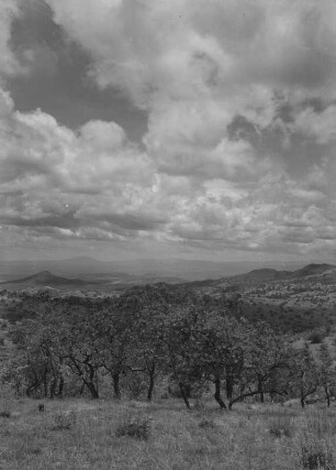Panorama bei Amaro : Landschaftspanorama bei Amaro mit Bäumen und Sträuchern an den Hängen.