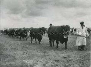 Parade preisgekrönter Red Poll-Rinder auf der Royal Agricultural Society's annual Show in Blackpool (Lancashire, England)