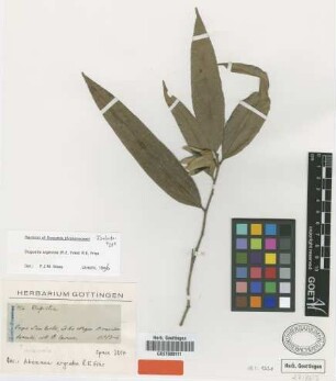 Aberemoa argentea R.E.Fr. [type]