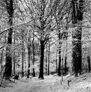 Sachsenwald mit Waldweg: Winter
