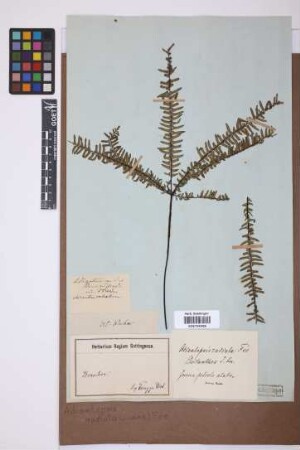 Adiantopsis radiata