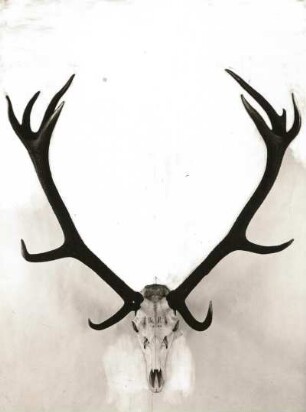 Rothirsch (Cervus elaphus). Geweih, 8 Jahre. Abschuss im Forstamt Bienenmühle. Sächsische Jagdausstellung 1935