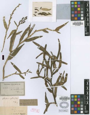 Epidendrum rigidum Jacq.