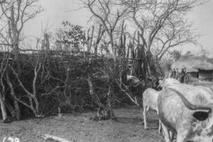 Dorf Rinder : Rinder in einer Dorflandschaft