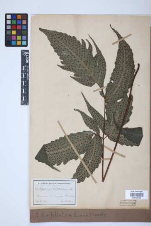 Aspidium trifoliatum (L.) Sw.