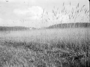 Teichlandschaft bei Moritzburg