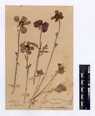 Ranunculaceae Ranunculus asiaticus Linné, Carl von (1707 - 1778) [Jerusalem, Yerushalayim, El Quds, Al-Quds, Al Quds, El Quds Esh Sherif, Al-Muqaddas, Jérusalem, Gerusalemme, Jerusalén, Aelia Capitolina, Colonia Aelia Capitolina, Hierosolyma, Urusalim, Jerusalem]