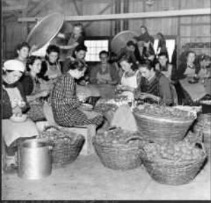 Umsiedlerinnen beim Kartoffelschälen im Zwischenlager Semlin