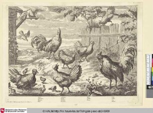 [Zwei Hähne, mehrere Hühner, Küken und Tauben; Two cocks, several hens, chicks and doves]