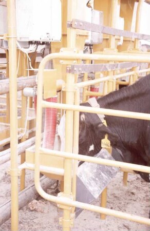 Fotografie: Fütterungstechnik, Milchviehhaltung, Kraftfutter, Abruffütterung, Halsbandtransponder