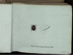 Chryfomela sanguinolenta Fabr. - Altica ruficornis Fabr.