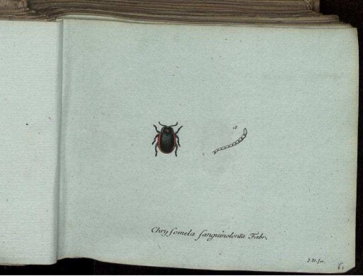 Chryfomela sanguinolenta Fabr. - Altica ruficornis Fabr.