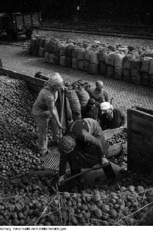 Landwirtschaftliche Produktionsgenossenschaft (LPG). Erntehelfer von der Medizinischen Fachschule, 1960 & Kartoffelernte, Oktober 1952