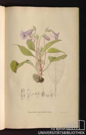Tab. 55. Gloxinia speciosa Kerr.