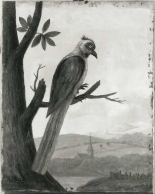 Specht (?) : Specht (?). Öl auf Leinwand (1655/1663; A. Eckhout). Radebeul, Hoflößnitz, Berg- und Lusthaus, Festsaal (nach der Restaurierung)