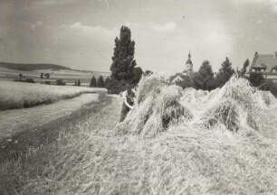 Nerchau, Blick über ein Feld : Nerchau. Ortsteilansicht mit Stadtkirche Stankt Martin. Blick nach Nordwesten (mit Kornpuppen)