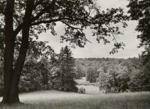 Muskau, Park : Muskau. Park des Fürsten Hermann Pückler (geboren Muskau 1785, gestorben Branitz 1871). Partie im Park, östlich der Hermannsbrücke