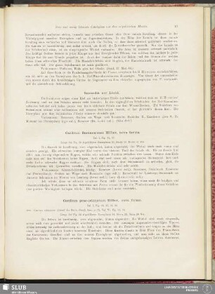 Isocardia cor Linné